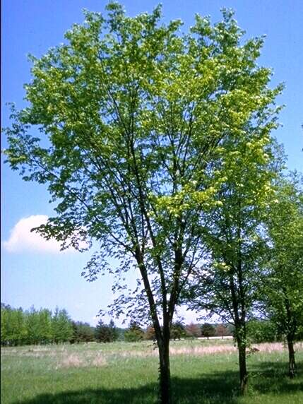 Plancia ëd Ulmus americana L.