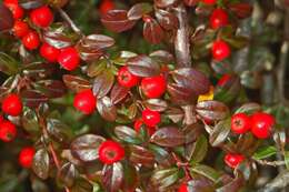 Image of coral beauty cotoneaster