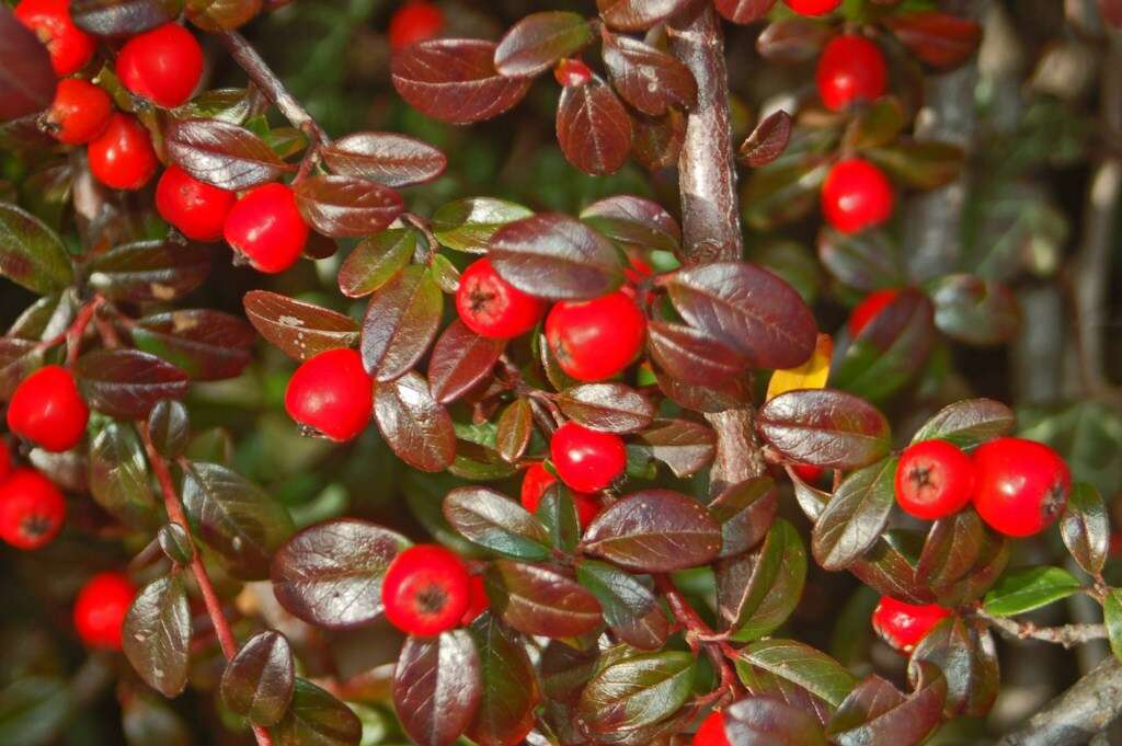 Image of bearberry cotoneaster