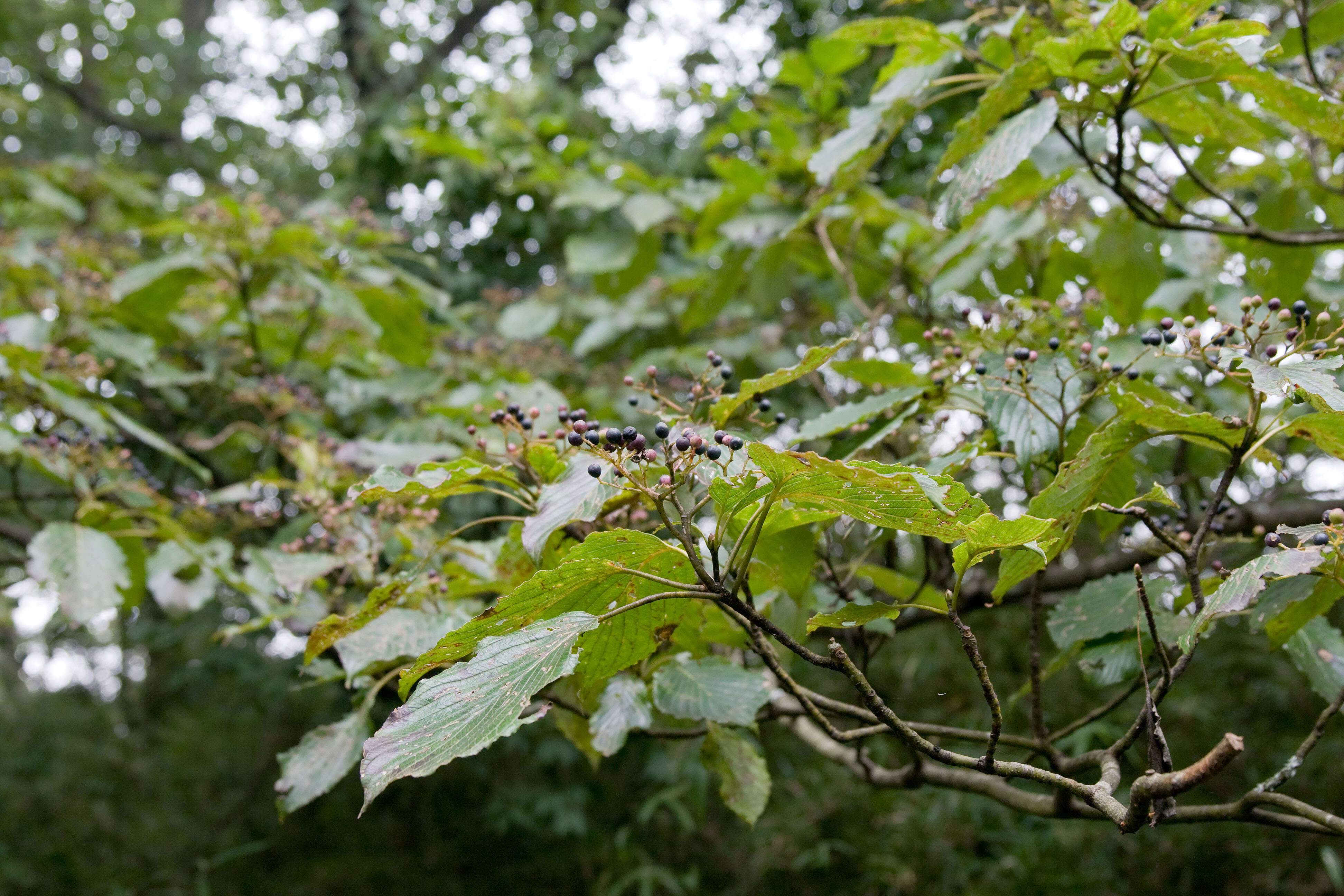 Image of giant dogwood