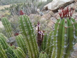 Euphorbia officinarum L. resmi