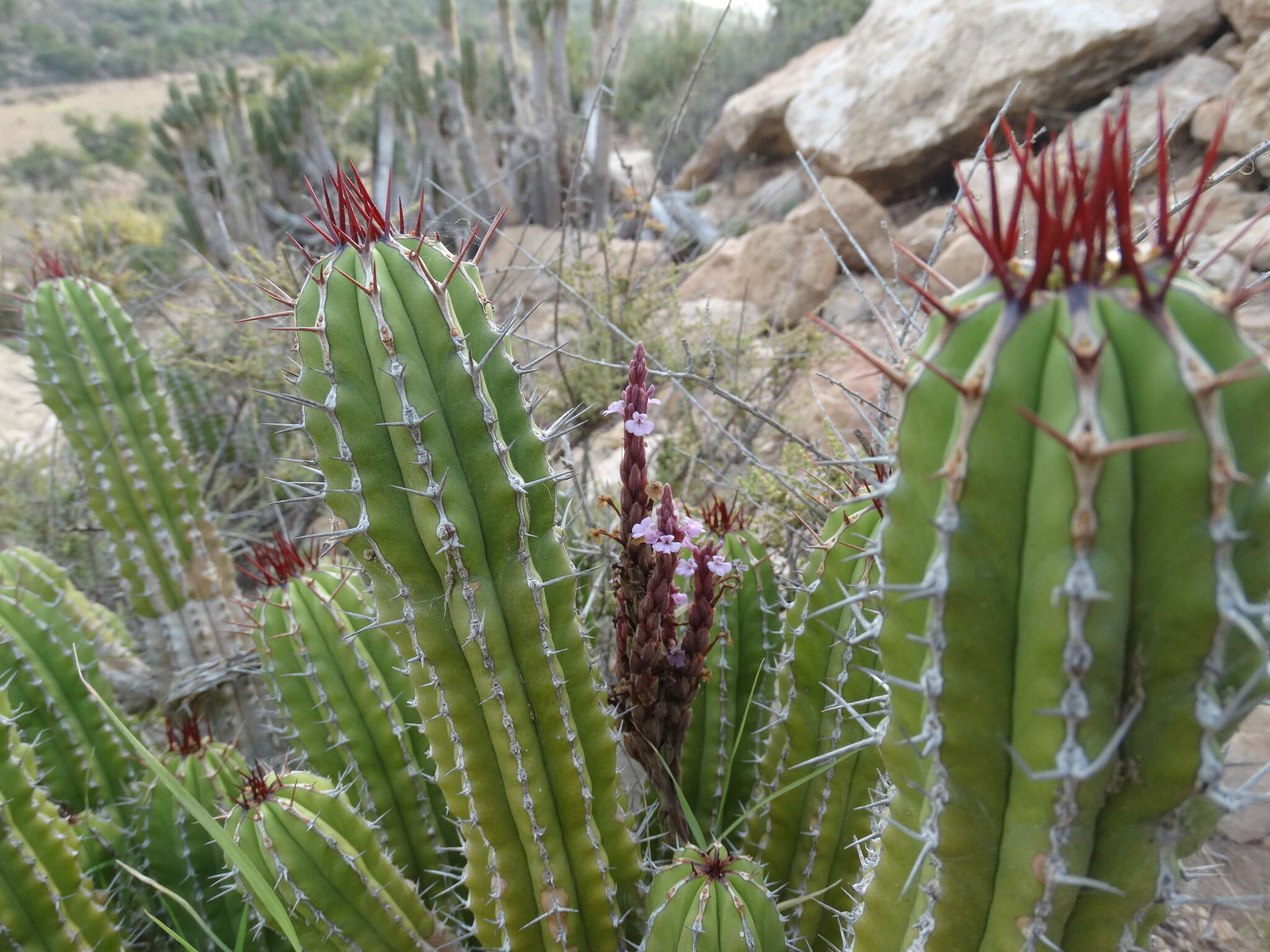 Euphorbia officinarum L. resmi