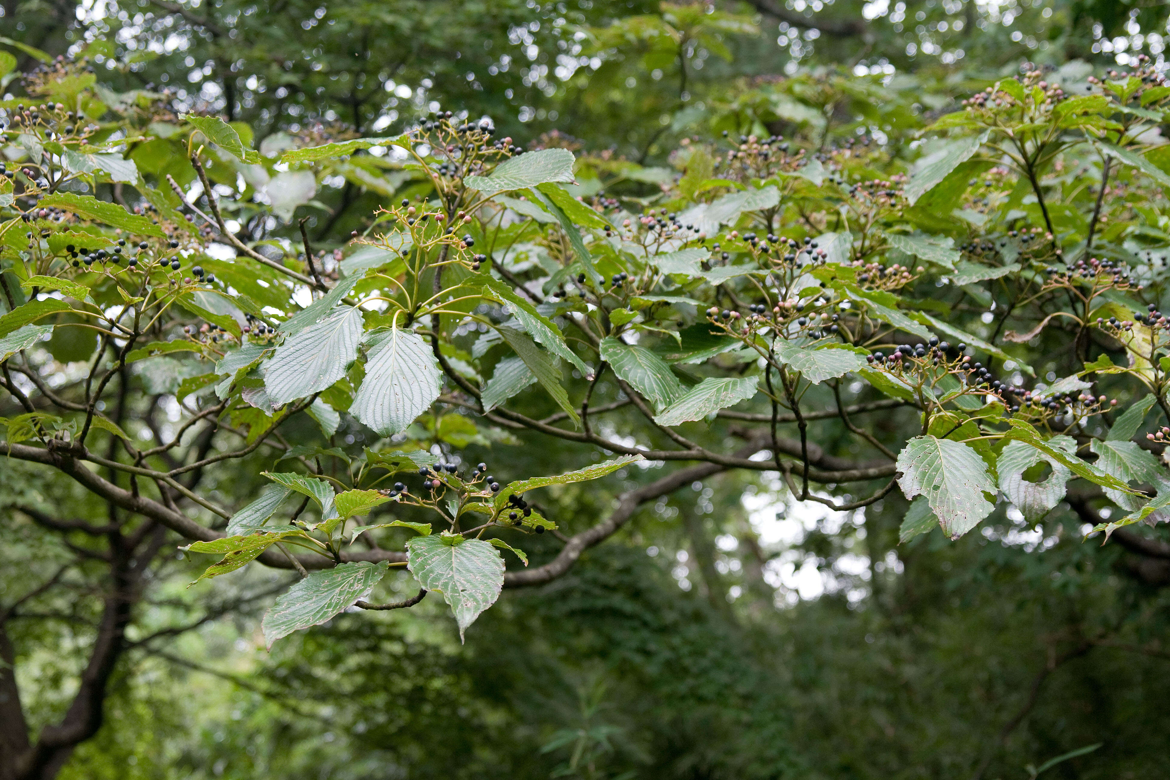 Image of giant dogwood