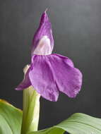 Image of Roscoea auriculata K. Schum.