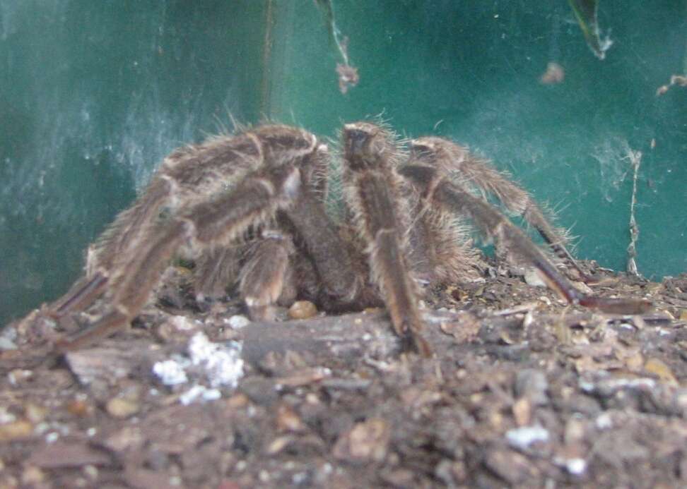 Image of King baboon spider
