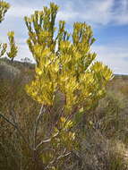 Image of Leucadendron foedum I. Williams