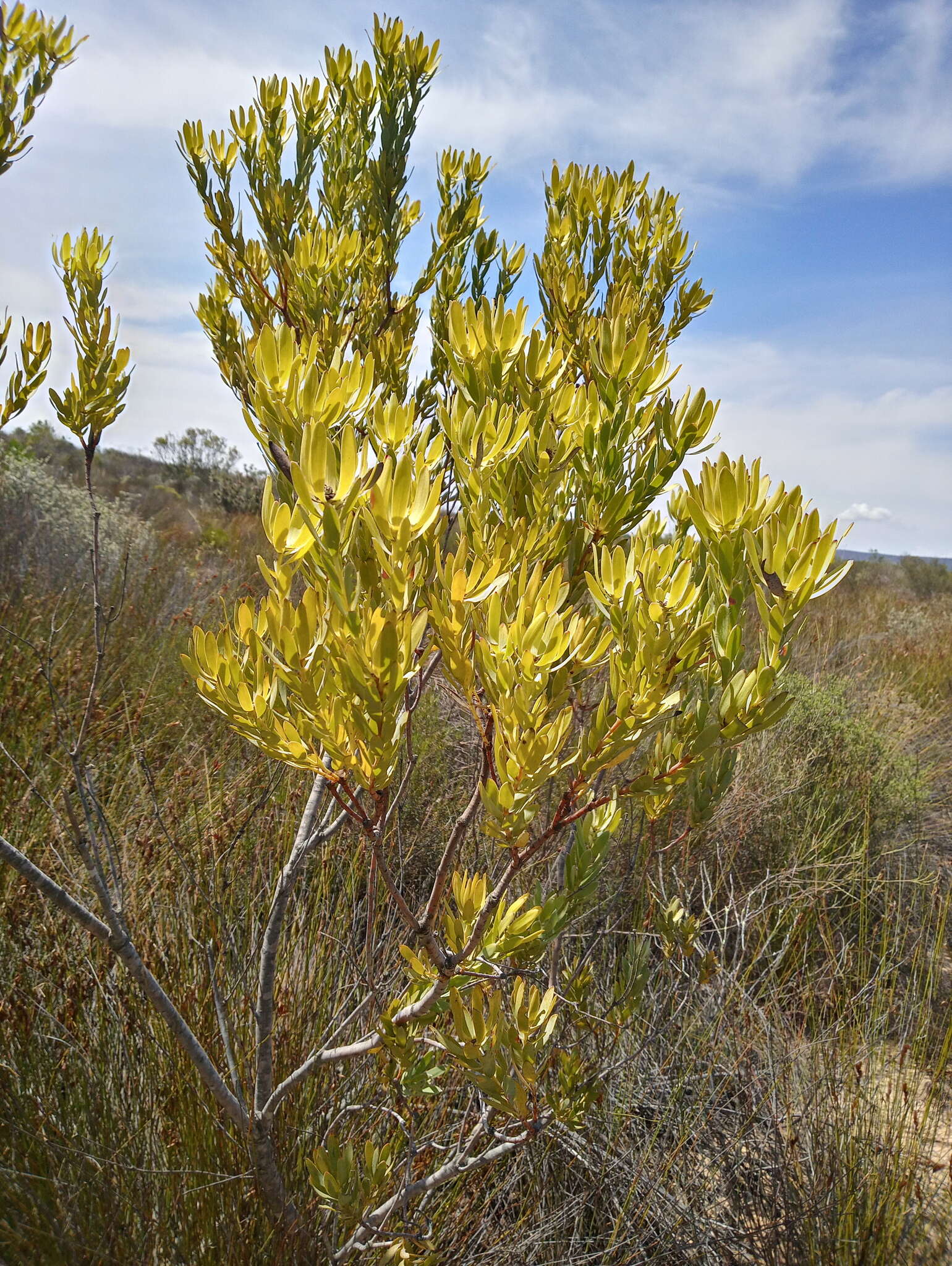 Image of Leucadendron foedum I. Williams