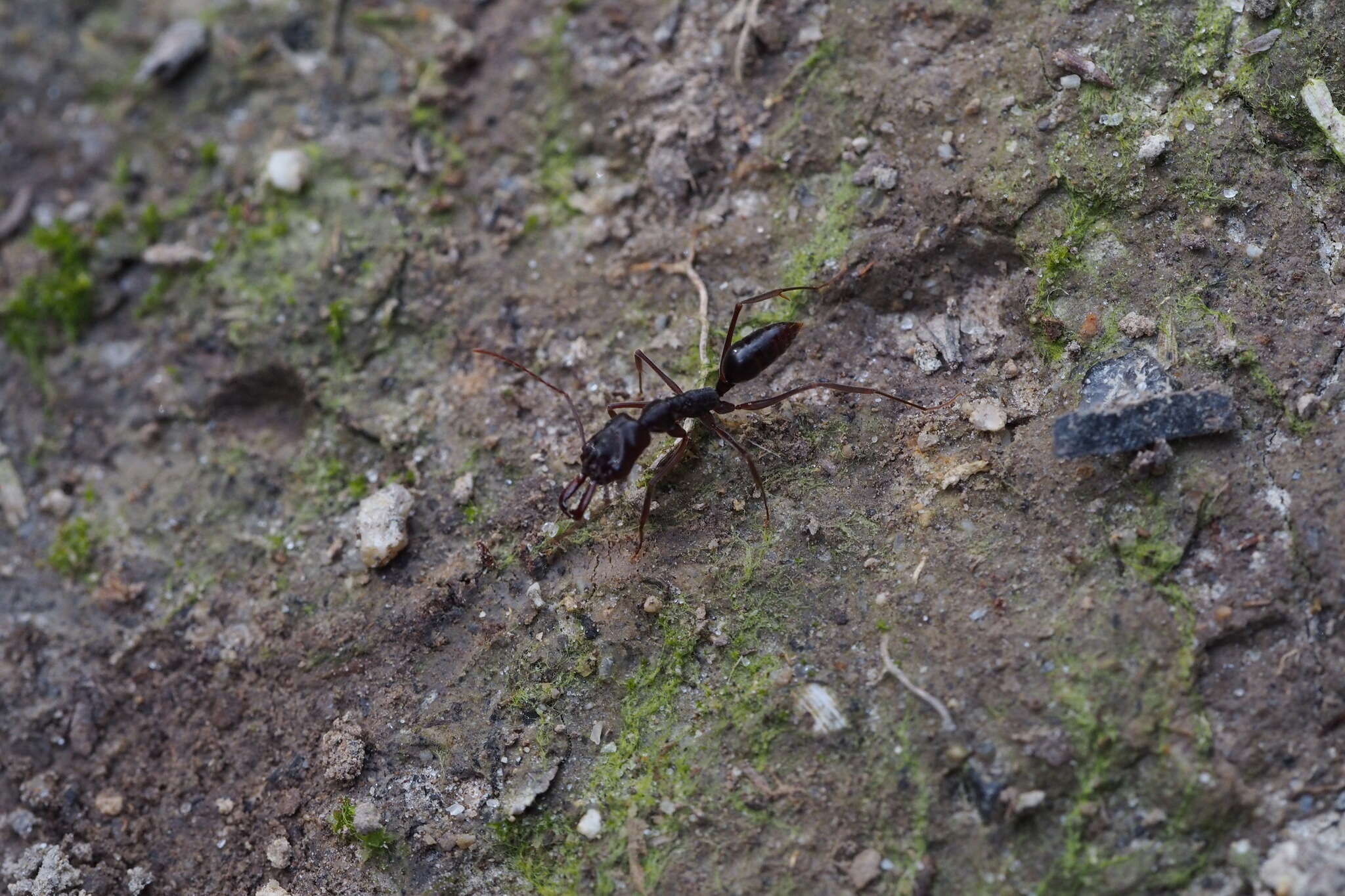 Imagem de Odontomachus monticola Emery 1892