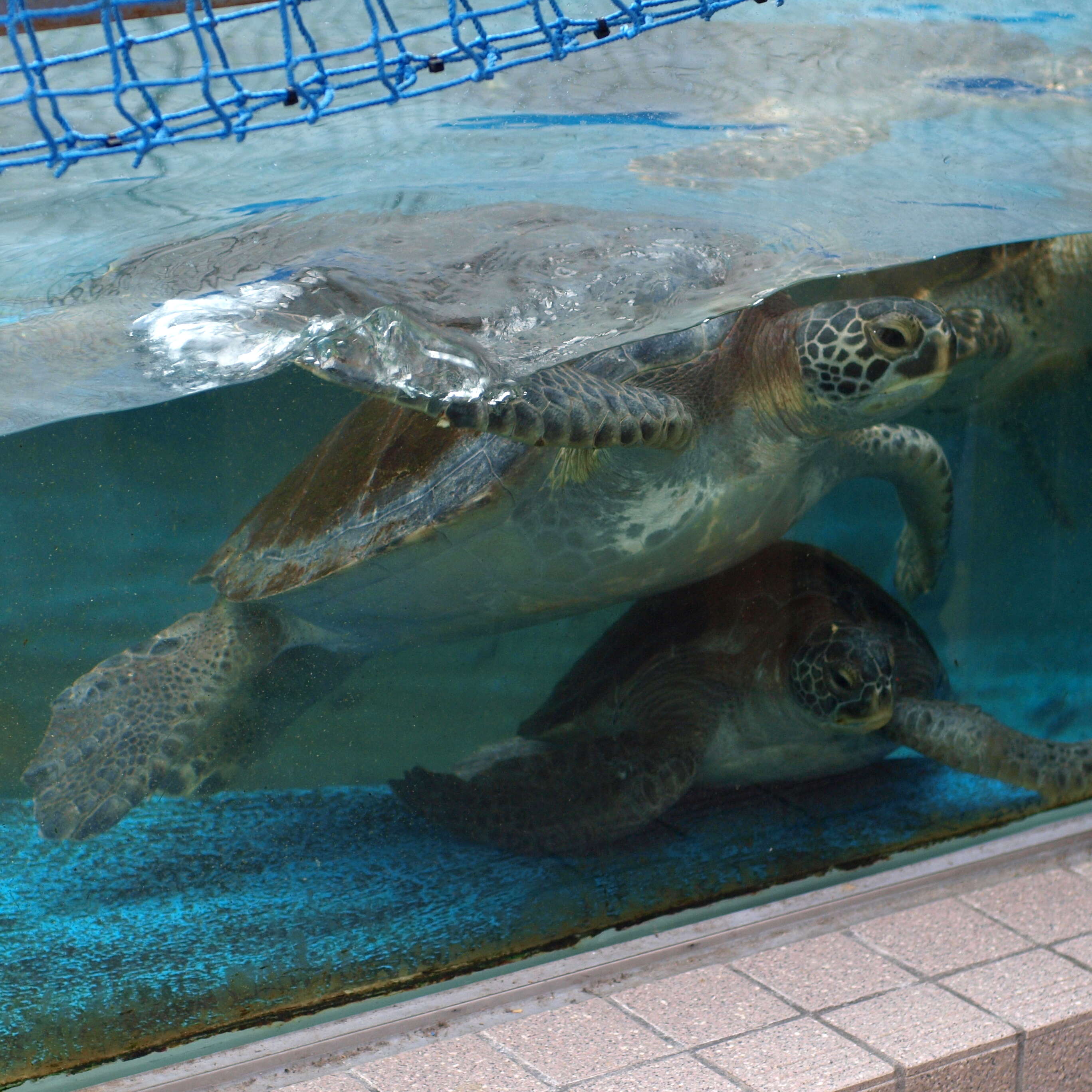 Image of Galápagos green turtle