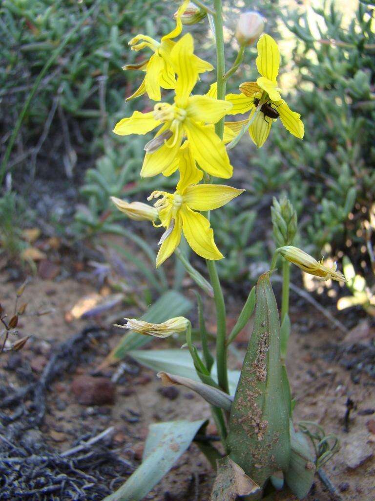 Image of Cyanella lutea L. fil.