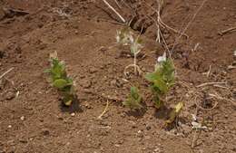 Image of heartleaf thorn-mint