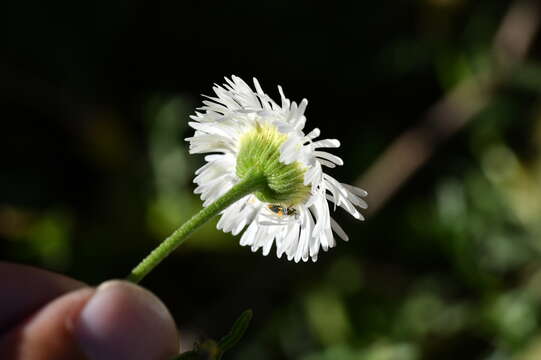 Image of Erigeron delphinifolius Willd.