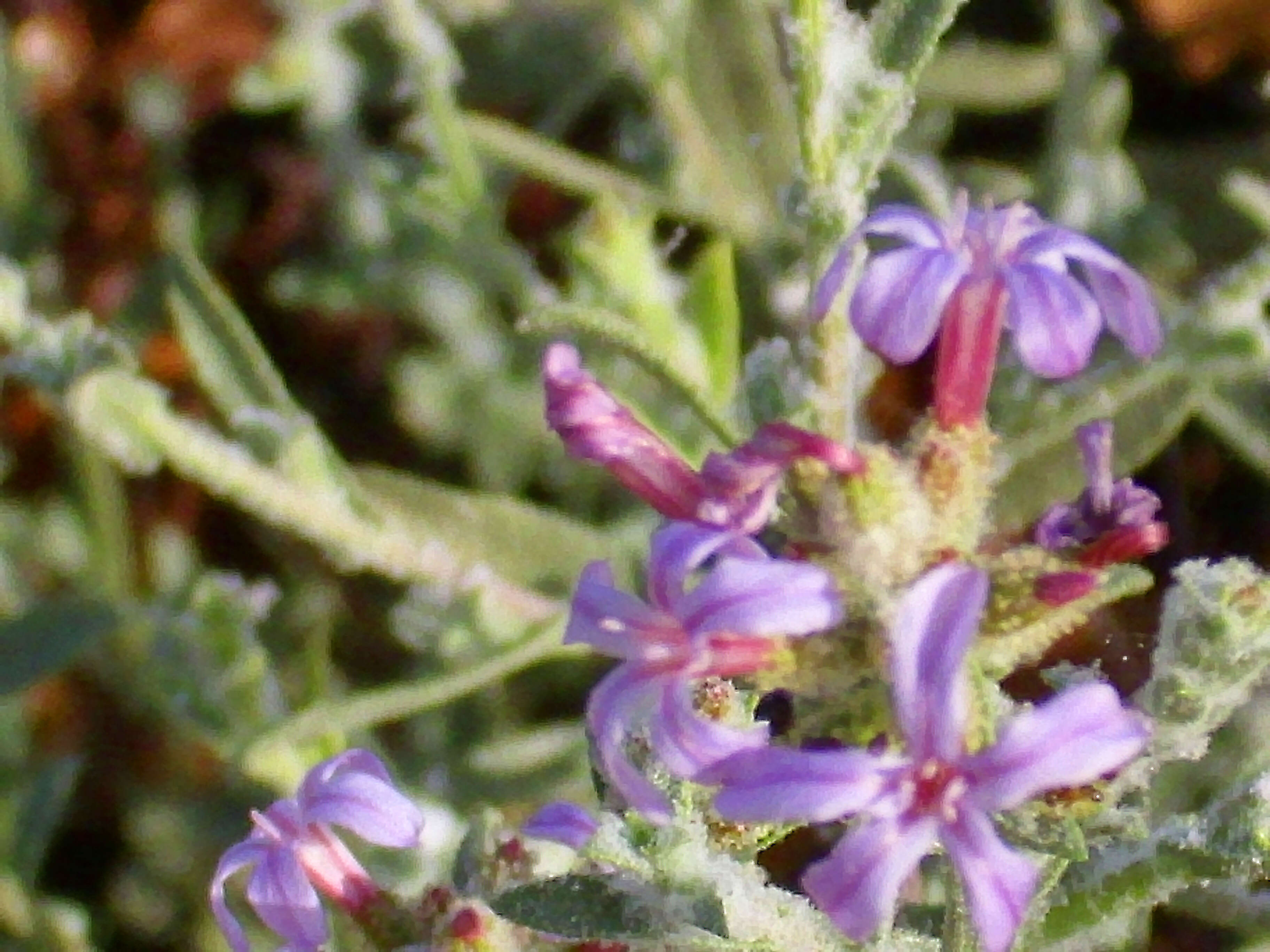 Image of Plumbago europaea L.