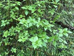 Image of Helwingia japonica subsp. liukiuensis (Hatusima) H. Hara & S. Kurosawa