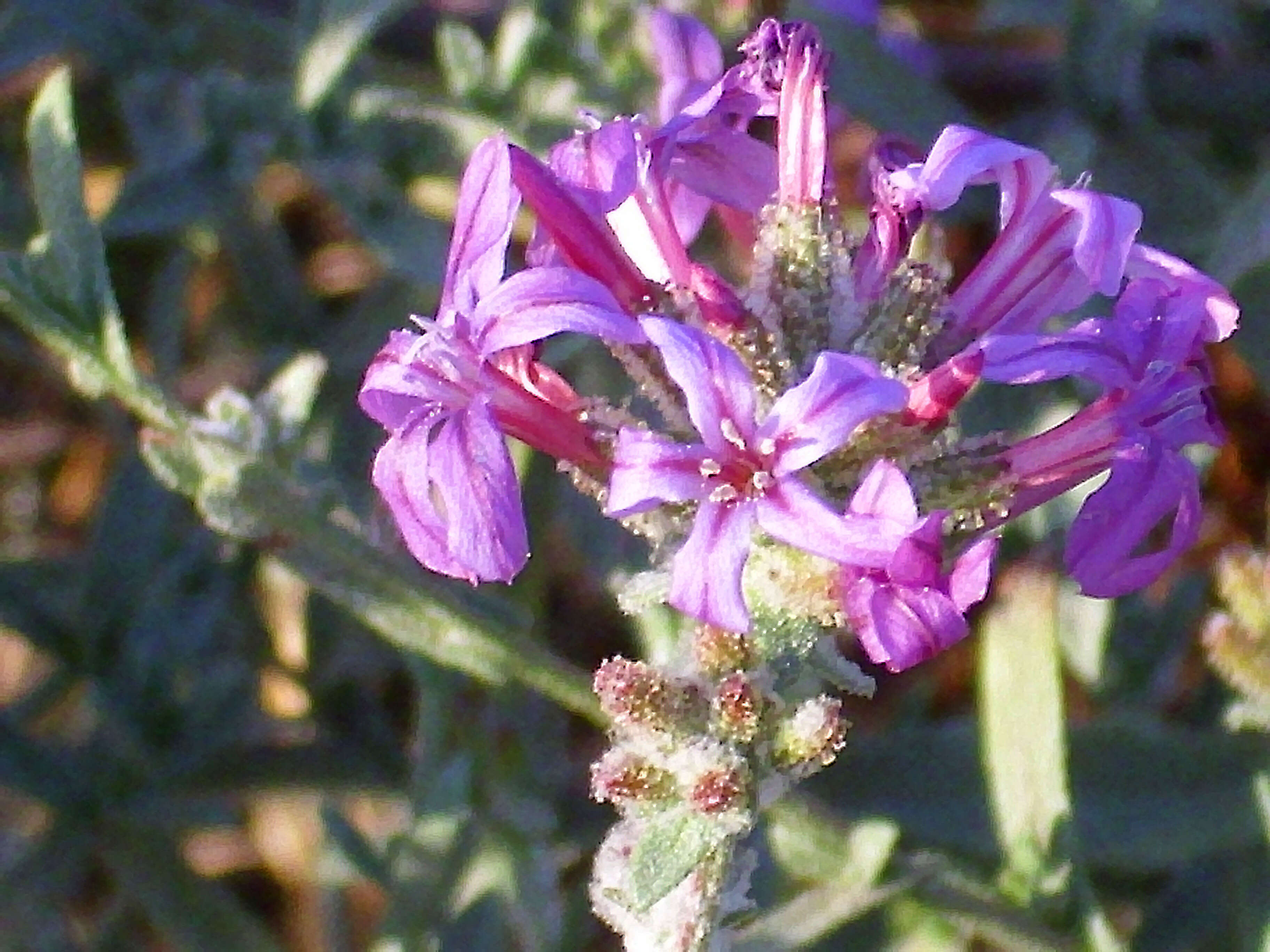 Image of Plumbago europaea L.