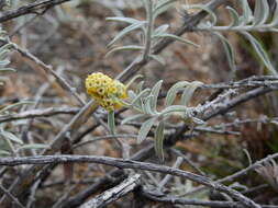 Image of Buddleja cordobensis Griseb.