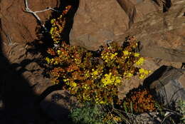 Image of Aeonium sedifolium (Webb ex Bolle) J. Pitard & L. Proust