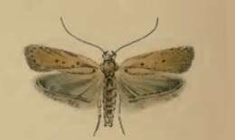 Image de Agonopterix nodiflorella Milliére 1867