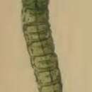 Sivun Agonopterix nodiflorella Milliére 1867 kuva