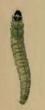 Sivun Agonopterix nodiflorella Milliére 1867 kuva