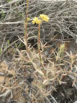 Image of Crassula cymosa Berg.