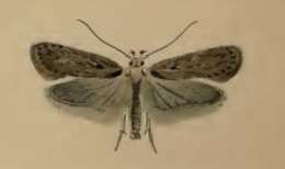 Image of Depressaria absynthiella Herrich-Schäffer 1865