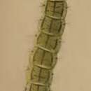 Image of Depressaria absynthiella Herrich-Schäffer 1865