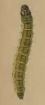 Image of Depressaria absynthiella Herrich-Schäffer 1865