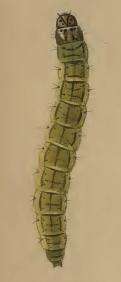 Image of Depressaria absynthiella Herrich-Schäffer 1865