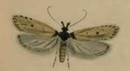Image of Exaeretia culcitella Herrich-Schäffer 1855