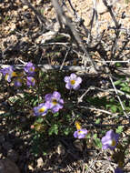 Image of Fremont's phacelia