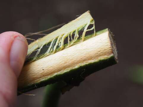 Image of Guatteria amplifolia Triana & Planch.