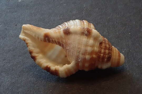 صورة Monoplex pilearis (Linnaeus 1758)