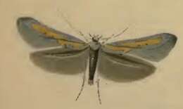 Image of Ochromolopis ictella Hübner 1813