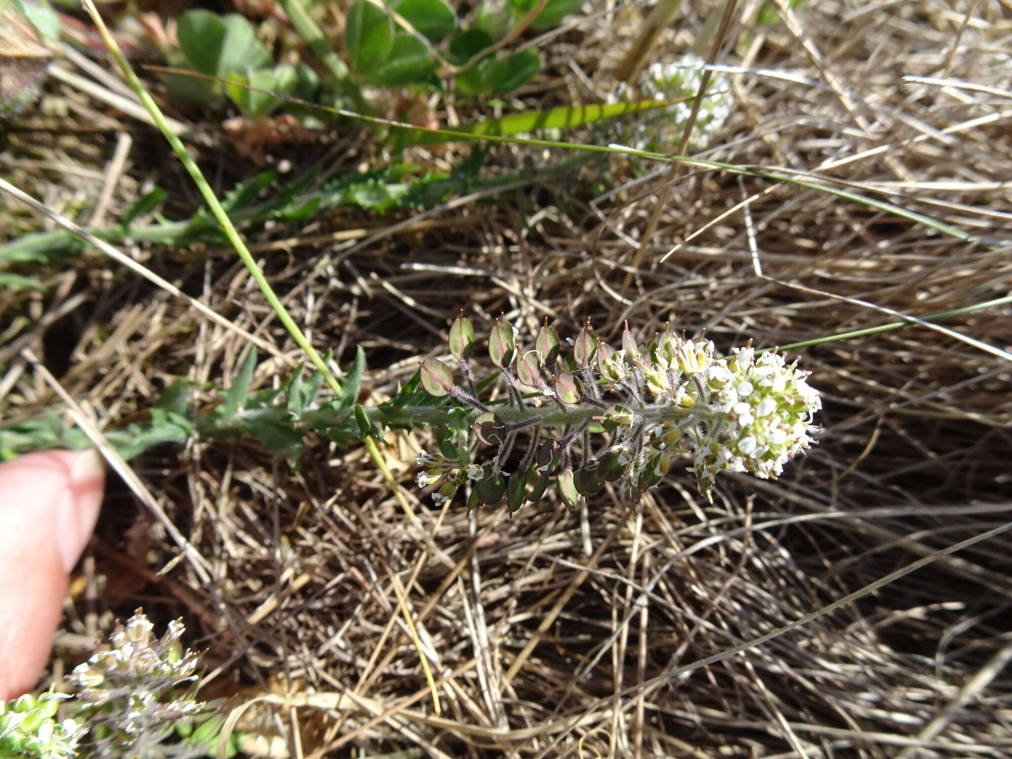 Image of Smith's Pepperwort