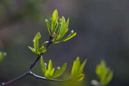 Plancia ëd Ilex mucronata (L.) M. Powell, V. Savolainen & S. Andrews