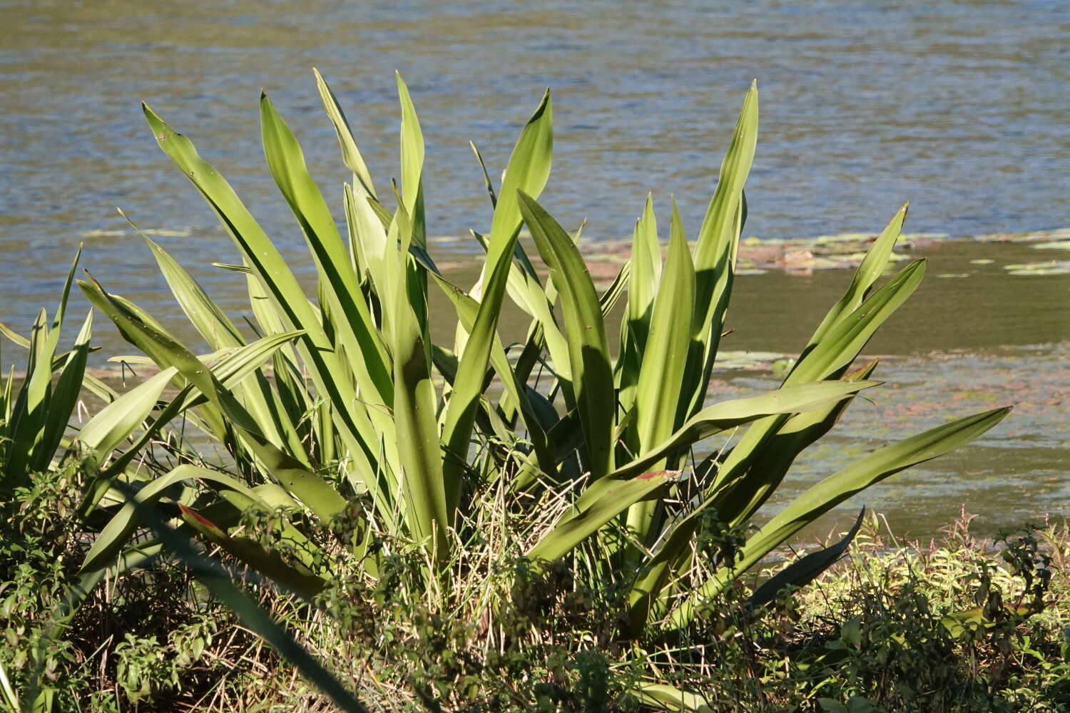 Image of Mangrove lily