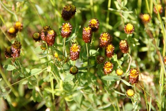 Слика од Trifolium spadiceum L.