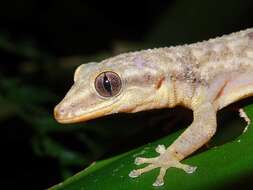 Image of Honduras Leaf-toed Gecko