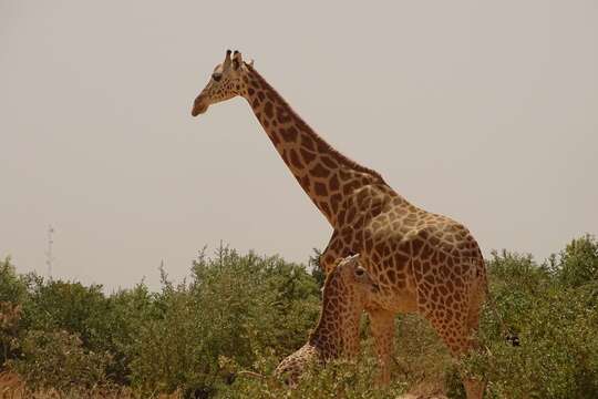 Plancia ëd Giraffa camelopardalis peralta Thomas 1898