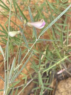 Image of Tephrosia longipes subsp. longipes