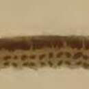 Image of Cosmopterix schmidiella Frey 1856