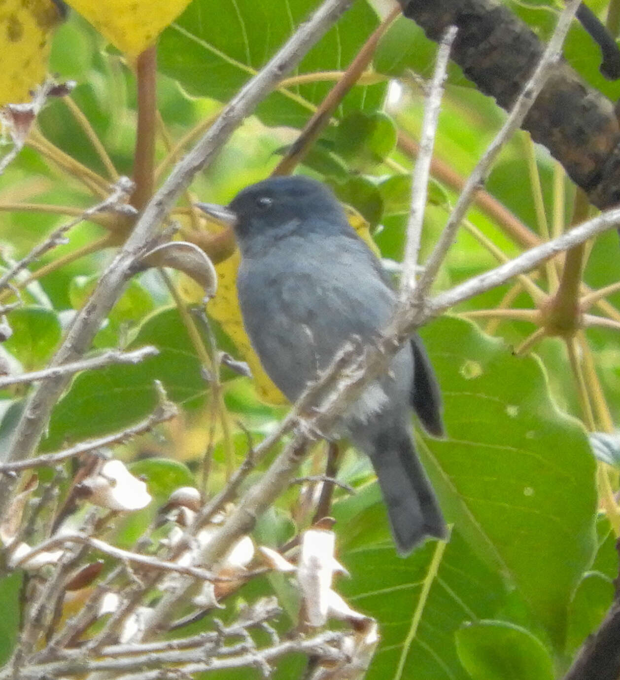 Image of Slaty Flower-piercer