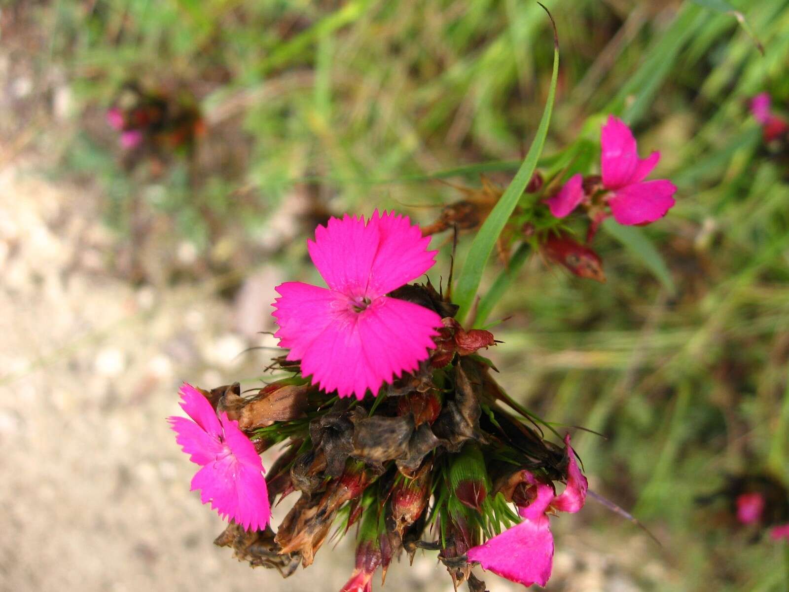 Image de Dianthus balbisii Ser.