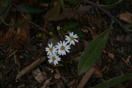 Image of Sticky daisy bush