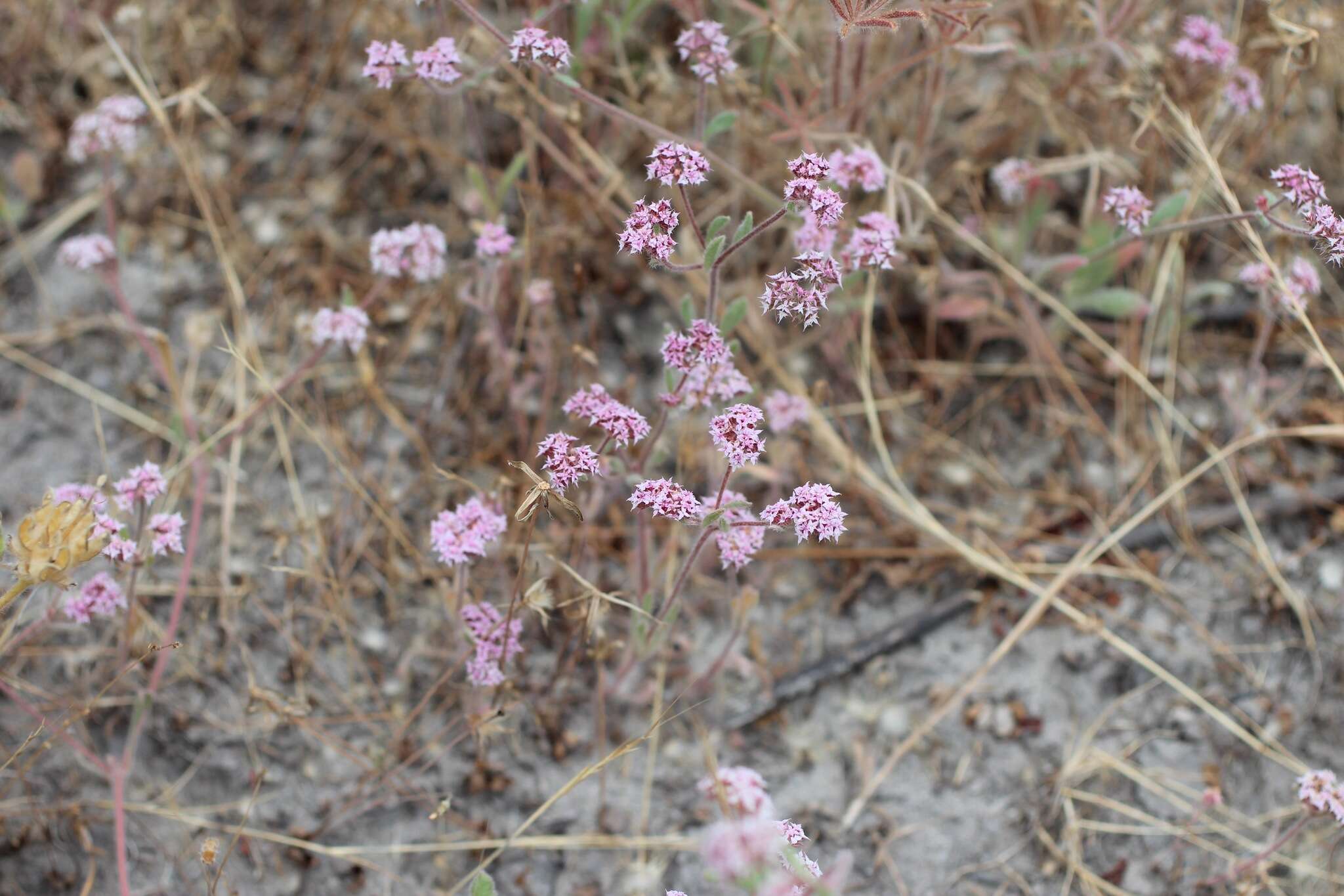 Image of Ben Lomond spineflower