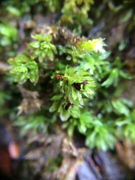 Слика од Encalypta streptocarpa Hedwig 1801