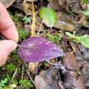 Image de Psilochilus macrophyllus (Lindl.) Ames