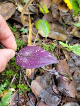 Psilochilus macrophyllus (Lindl.) Ames的圖片