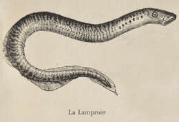 Image of Lampetra